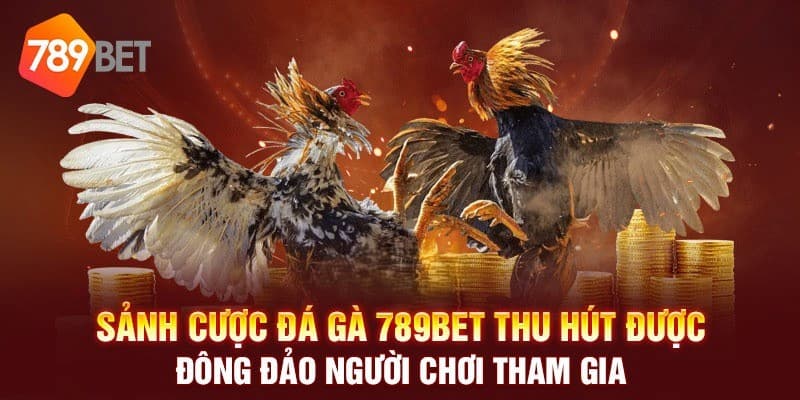 Đa dạng loại hình chơi đá gà khi vào link 789BET